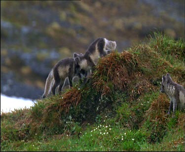 Arctic fox pups, running playfully