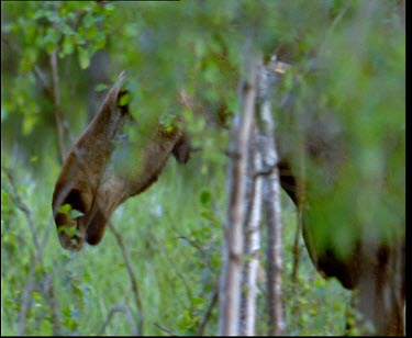 Moose browsing