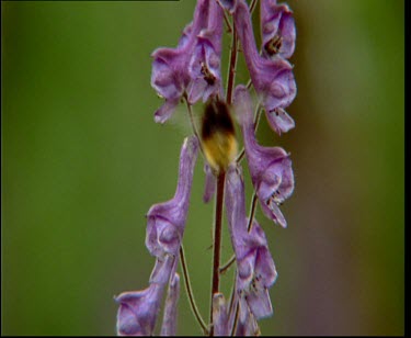 Bee feeding on tundra wildflowers, pollinating