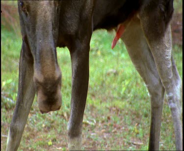 Moose penis