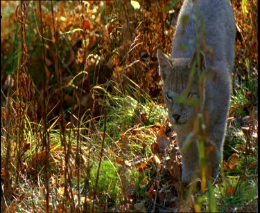 Lynx cub practice stalking hunting towards camera