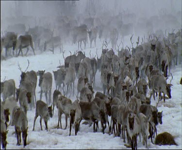 Reindeer walking along the river through the snow towards the camera. Winter. Forest.