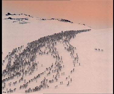 Early morning light. Snowy mountain. Reindeer run down the snowy mountain hill.