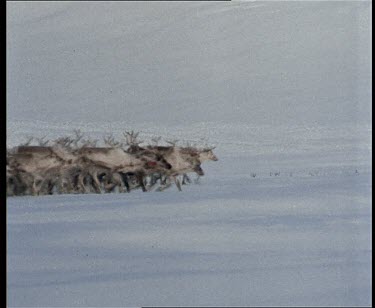 Reindeer running across barren snowy plain