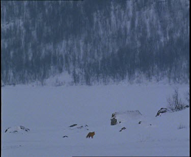 Red fox walking across snow, sniffing for prey. Forest in background.