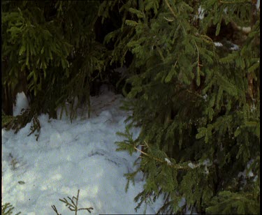 Brown bear and cub emerging from den into spring melting snow.