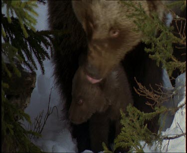 Brown bear and cub emerging from den into spring melting snow. Walking through knee-deep snow