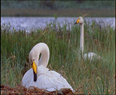 On nest preening