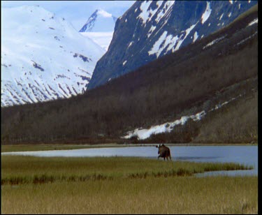 Snow covered mountains, river and grazing moose