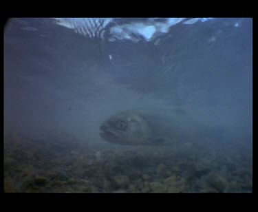 Arctic Char swimming