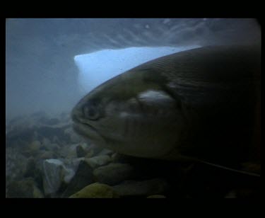 Arctic Char swimming