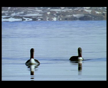 Two Red throated loon on water