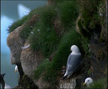 Kittiwakes nesting pan to guillemots