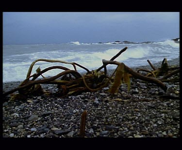 Kelp on beach sea in background