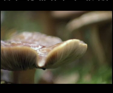 Refocus  from CU on mushroom to many mushrooms.