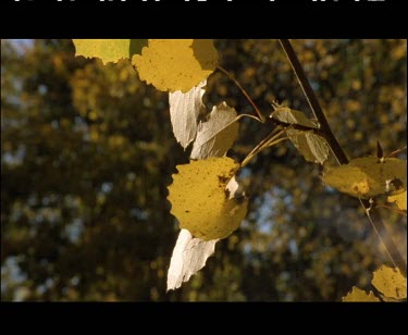 Yellow leafs blowing in the wind. One leaf falls.