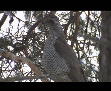 Male goshawk in tree. Looking.