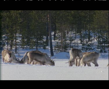 Small group herd of reindeer. Two reindeers lock horns in mock rut. It is early spring and they are practicing. Female watches the two males spar.