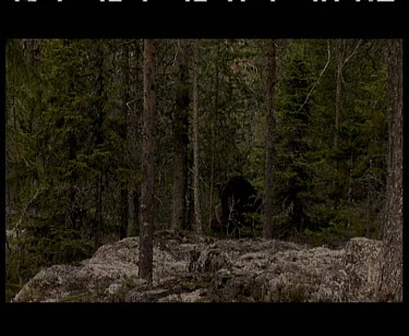 Bear walks into forest.