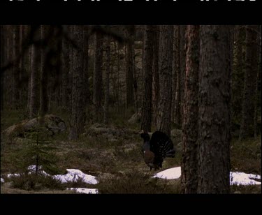 Bird pecking at tree branch. Leaving with pine cone.