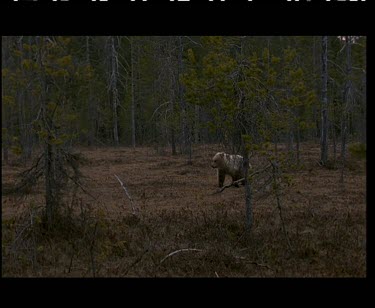 Bear cub runs along swampy forest floor. Bear slowly follows.