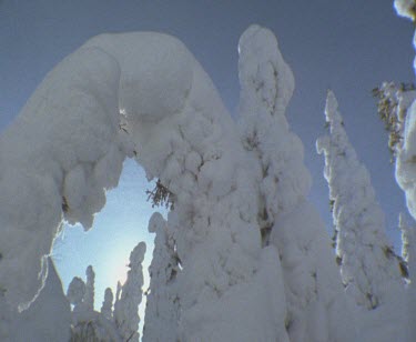 Snow covering Conifer trees. Trees bending under the weight of the snow. White winter landscape.