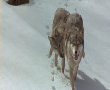 Slow motion two wolves running across clearing in woods. Melting snow, it is sprin. Hunting. They stop to sniff for scent of prey animal.