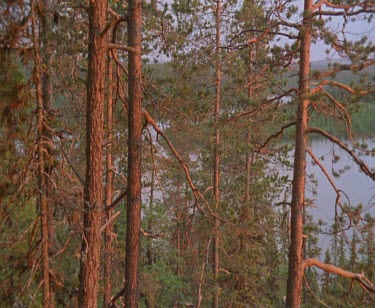 Tilt down trunks of trees look red in the light