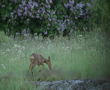 Roe deer, probably doe or might be fawn. Looking around