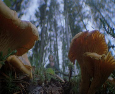 Low angle point of view shot (POV of mushroom fungus) of man gathering mushroom fungi in forest. He bends to collect the food.