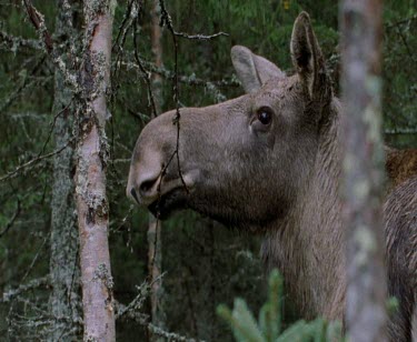 Moose browsing trees