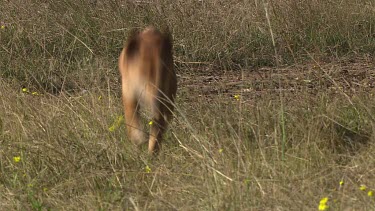 Dingo running through a field