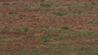 Dingo resting in a field