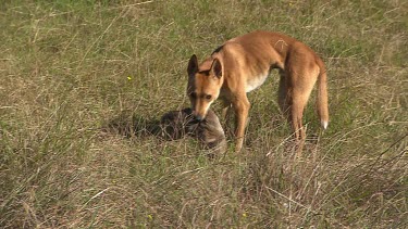 Dingo carrying a rabbit