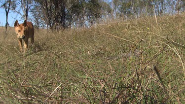 Close up of Dingo sniffing a dead rabbit