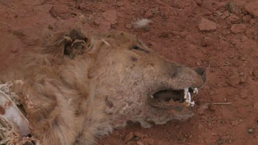 Close up of a Dingo carcass