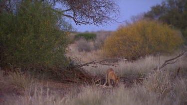 Dingo picking at bones in a field