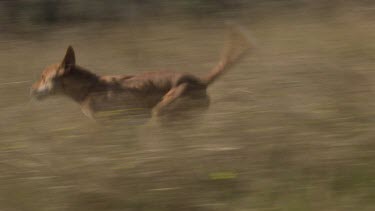 Dingo running and then defecating in a field