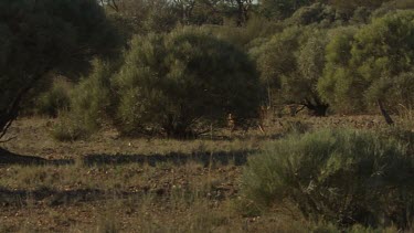 Dingo walking across a dry landscape