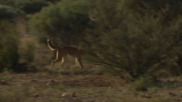 Dingo walking across a dry landscape