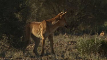 Dingo howling