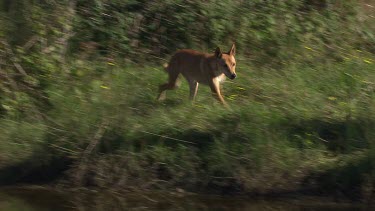 Dingo drinking from a watering hole