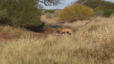 Dingo eating a dead Kangaroo at a distance