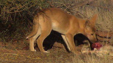 Pair of Dingoes eating a dead Kangaroo