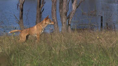 Dingo beside a chain fence