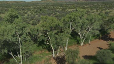 Aerial -Kimberley Region - red kangaroo hopping
