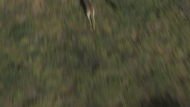Aerial -Kimberley Region - red kangaroo hopping