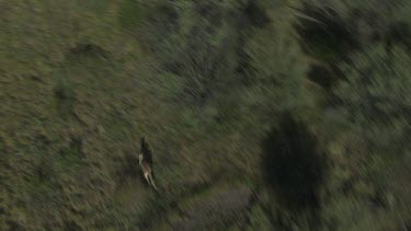 Aerial -Kimberley Region - red kangaroo hopping