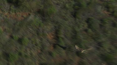 Aerial -Kimberley Region - red kangaroo hopping