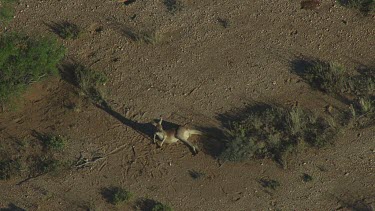 Aerial -Kimberley Region - red kangaroo relaxing from the heat